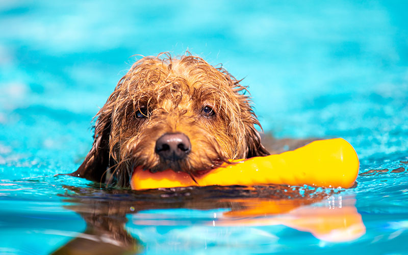 Freibadsaison beendet – heute Hundeschwimmen