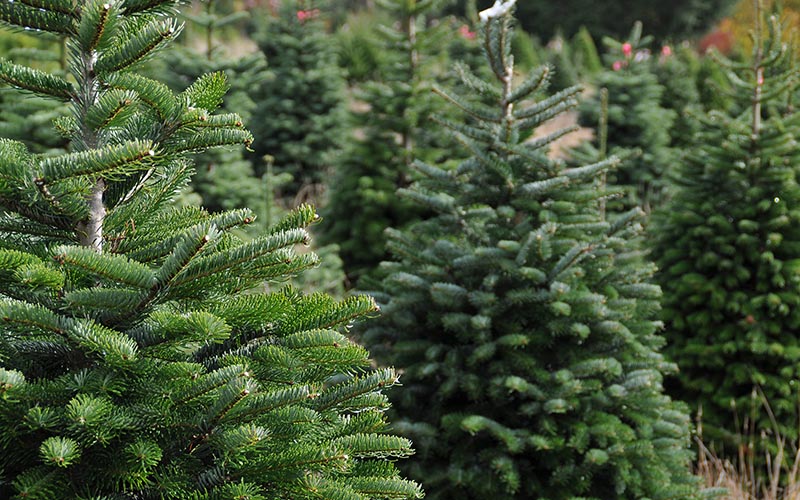 Weihnachtsbaumverkauf am städtischen Forsthaus