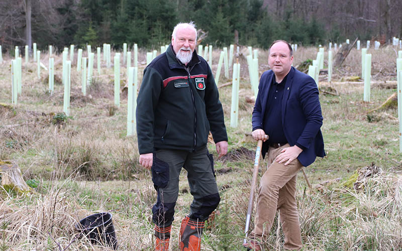 Aufforstung: 200.000 Bäume für den Stadtforst Blomberg