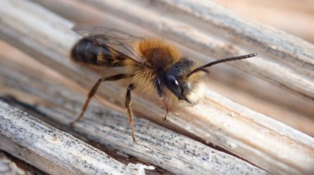 Aktion in den Ferien: Nisthilfen für Wildbienen bauen