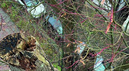 Baumfällungen im Stadtgebiet Blomberg