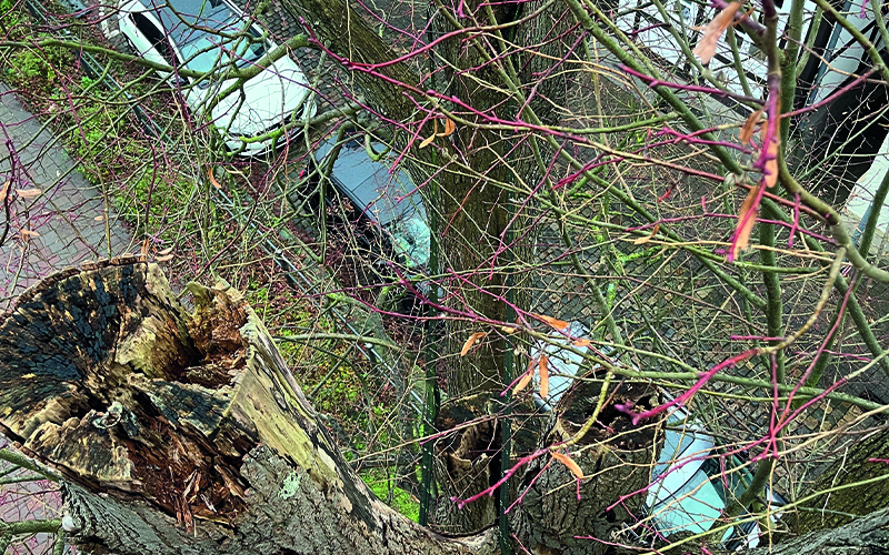 Baumfällungen im Stadtgebiet Blomberg