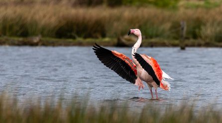 NABU-Vortrag beschäftigt sich mit Flamingos