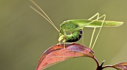 NABU-Vortrag beschäftigt sich mit Heuschrecken