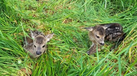 Crowdfunding: 11.450 Euro für »Drohnen für Save the Kitz«