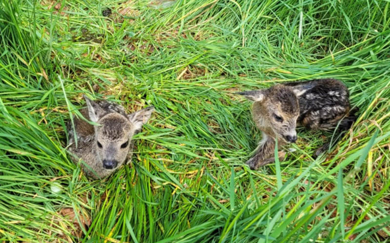 Crowdfunding: 11.450 Euro für »Drohnen für Save the Kitz«